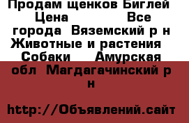 Продам щенков Биглей › Цена ­ 15 000 - Все города, Вяземский р-н Животные и растения » Собаки   . Амурская обл.,Магдагачинский р-н